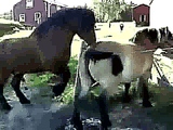 Horse mating