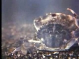 crab mating 