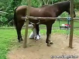 Horse gets hard blowjob
