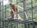 Monkey mating