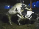 cow sexy time