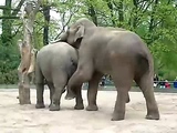 elephants sex