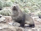 seal rape