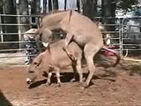el burro y la burrita