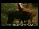 horse n donkey