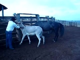 interracial animal sex