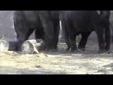 elephant zooshow