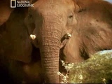discover the animals