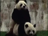 animals compilation