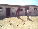 Horse Sex