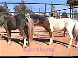 stalion and mare