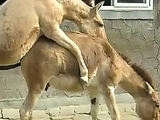 Donkeys Mating
