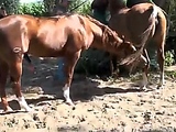 horse fuck