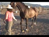 horse mating