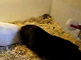 Guinea Pigs Mating