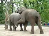 Elephants in the zoo