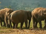 Elephants mating