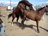 Hot Horse Sex