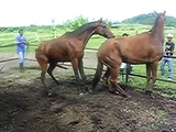 horse orgasm