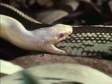 snake sex