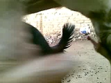 goat sex