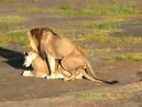 lions mating