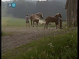 Horse mating