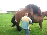 Horse sex