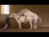 WILD ANIMAL SEX COMPILATION!