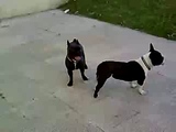 French bulldogs mating