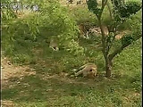 tiger mates 4 lioness