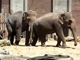 elephant sex