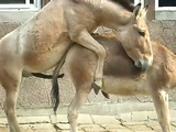 asss sex