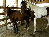 awesome horse mating 