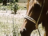 Horse Mating 