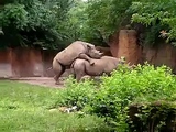 Rhinos Fucking at a zoo