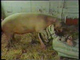 Zoo tube - Woman raped by Pig