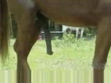 Horse Cums