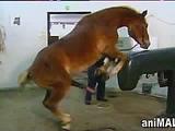horse donating sperm 