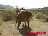 horse mating
