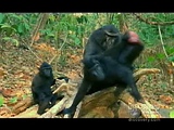 primates1 - 0'42''.avi