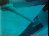 Orca Mating