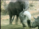 Elephant + Rhino