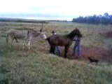donkey mating horse